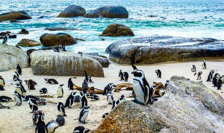 South african penguins colony of spectacled penguins waterbirds single penguin and group in Simons Town Cape Town Capetown Western Cape South Africa Southafrica.の写真素材