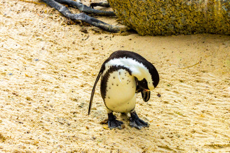 South african penguins colony of spectacled penguins waterbirds single penguin and group in Simons Town Cape Town Capetown Western Cape South Africa Southafrica.の写真素材