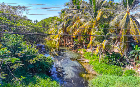 Green beautiful tropical river Freshwater Lagoon in Zicatela Puerto Escondido Oaxaca Mexico.の写真素材