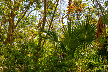 Tropical forest jungle and nature in the Caribbean with exotic palm trees and plants in Playa del Carmen Quintana Roo Mexico.の写真素材