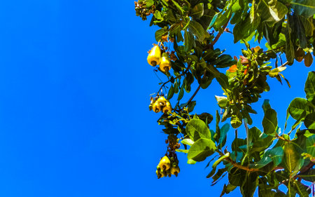 The cashew tree Anacardium occidentale with ripe fruits and nuts in Zicatela Puerto Escondido Oaxaca in Mexico.の写真素材