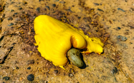 The cashew tree Anacardium occidentale with ripe fruits and nuts in Zicatela Puerto Escondido Oaxaca in Mexico.の写真素材