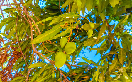 Green and yellow mangoes ripen and hang on mango tree in tropical nature in Zicatela Puerto...