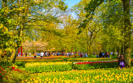 Lisse Netherlands April 20, 2014 Colorful red orange yellow tulips flowers and daffodils in Keukenhof tulip park in Lisse South Holland Netherlandsのeditorial素材