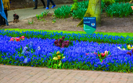Lisse Netherlands April 20, 2014 Colorful red orange yellow tulips flowers and daffodils in Keukenhof tulip park in Lisse South Holland Netherlandsのeditorial素材