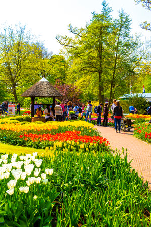 Lisse Netherlands April 20, 2014 Colorful red orange yellow tulips flowers and daffodils in Keukenhof tulip park in Lisse South Holland Netherlandsのeditorial素材