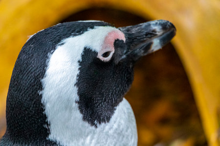 South african penguins colony of spectacled penguins waterbirds single penguin and group in Simons Town Cape Town Capetown Western Cape South Africa Southafrica.の写真素材