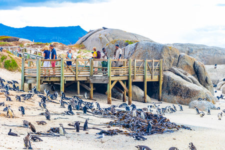 South african penguins colony of spectacled penguins waterbirds single penguin and group in Simons Town Cape Town Capetown Western Cape South Africa Southafrica.のeditorial素材