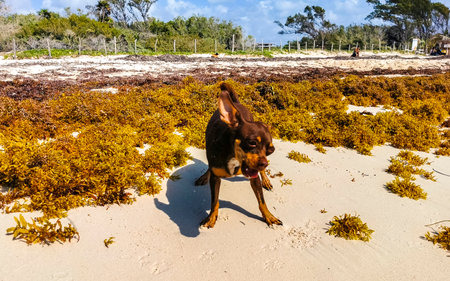 Mexican cute playful brown russian toy terrier dog wants to play with a little stick on the beach in...