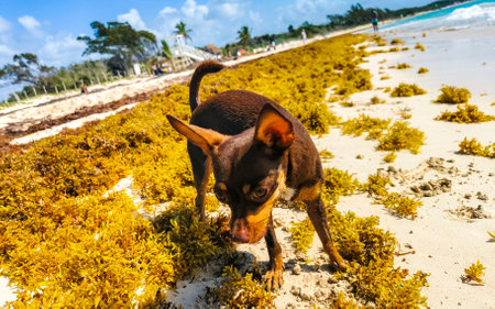 Mexican cute playful brown russian toy terrier dog wants to play with a little stick on the beach in Sargazo Seagrass in Playa del Carmen Quintana Roo Mexico.の写真素材