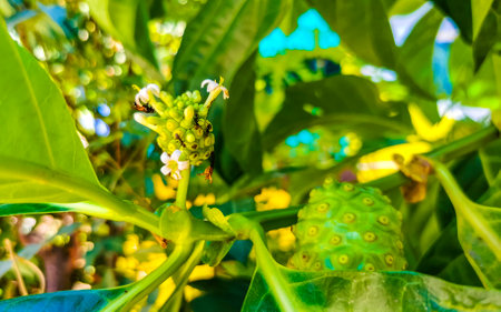 Noni fruit Morinda citrifolia with flowers popular with ants in Zicatela Puerto Escondido Oaxaca...