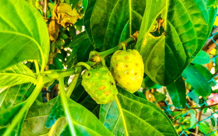 Noni fruit Morinda citrifolia with flowers popular with ants in Zicatela Puerto Escondido Oaxaca Mexico.の写真素材