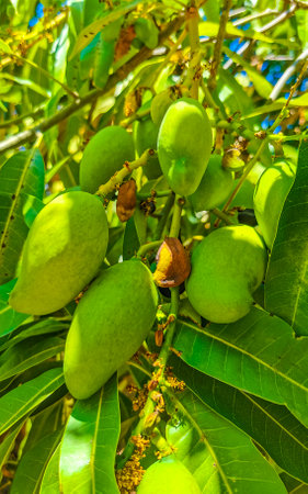 Green and yellow mangoes ripen and hang on mango tree in tropical nature in Zicatela Puerto...