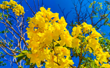 Beautiful tropical tree plant with yellow flowers and blue sky background in Zicatela Puerto...