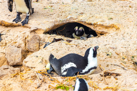 South african penguins colony of spectacled penguins waterbirds single penguin and group in Simons Town Cape Town Capetown Western Cape South Africa Southafrica.の写真素材