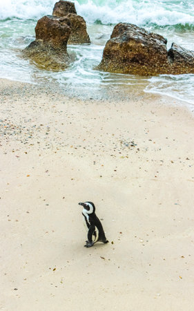 South african penguins colony of spectacled penguins waterbirds single penguin and group in Simons Town Cape Town Capetown Western Cape South Africa Southafrica.の写真素材