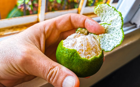 Hands peel a green orange citrus fruit in Playa del Carmen Quintana Roo Mexico.の写真素材