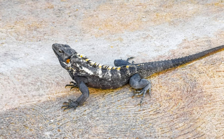 Huge Iguana gecko animal lizard reptile on ground floor in Zicatela Puerto Escondido Oaxaca Mexico.の写真素材