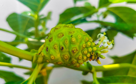 Noni fruit Morinda citrifolia with flowers popular with ants in Playa del Carmen Quintana Roo Mexico.の写真素材