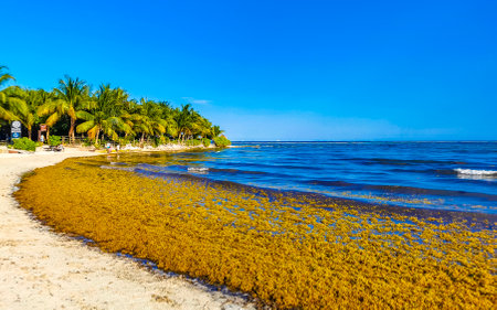 Playa del Carmen Quintana Roo Mexico May 17, 2023 The beautiful Caribbean beach totally filthy and dirty the nasty seaweed sargazo problem in Playa del Carmen Quintana Roo Mexico.のeditorial素材