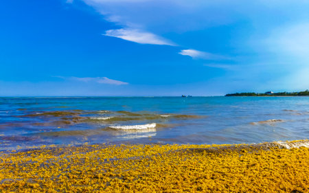 The beautiful Caribbean beach totally filthy and dirty the nasty seaweed sargazo problem in Playa del Carmen Quintana Roo Mexico.の写真素材