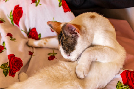 White lovely cat is tired and sleeping on the sofa couch bed in Mexico.の写真素材
