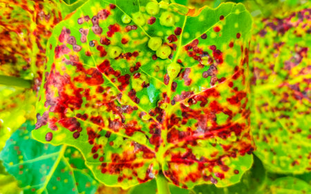 Sea grape plant tree with leaves grapes and seeds in Playa del Carmen Quintana Roo Mexico.の写真素材