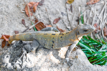 Iguana lizard gecko reptile animal on rock stone ground in tropical nature in Playa del Carmen Quintana Roo Mexico.の写真素材