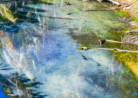 Great white heron egret walking around in tropical swamp river lake nature in Zicatela Puerto Escondido Oaxaca Mexico.の写真素材
