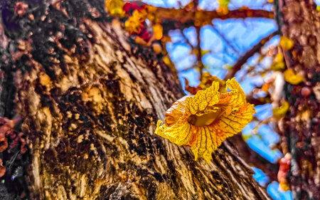 Tree with flower on trunk tropical with blue sky in Zicatela Puerto Escondido Oaxaca Mexico.の写真素材