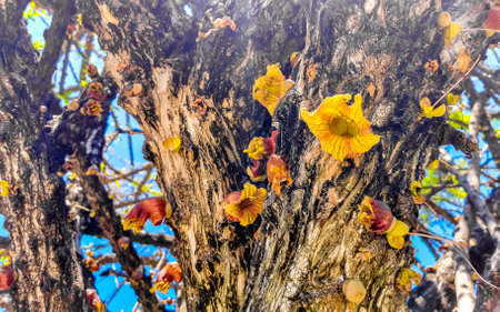 Tree with flower on trunk tropical with blue sky in Zicatela Puerto Escondido Oaxaca Mexico.