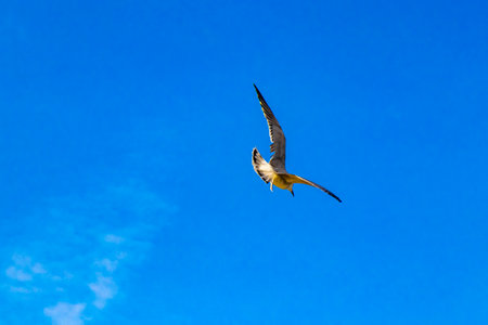 Flying seagull seagulls birds with blue sky background with clouds in Playa del Carmen Quintana Roo...