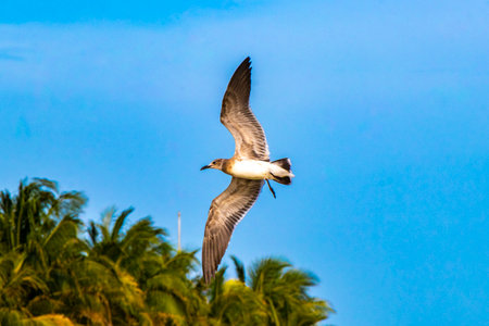 Flying seagull seagulls birds with blue sky background with clouds in Playa del Carmen Quintana Roo...