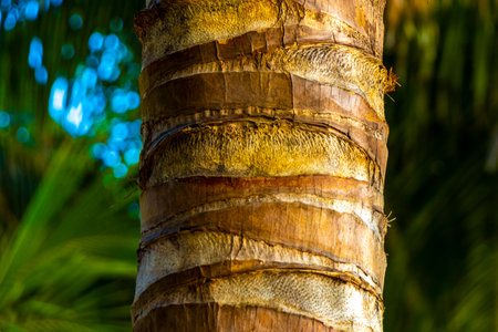 Tropical natural mexican palms palm tree trees with coconuts and blue sky background in Playa del Carmen Quintana Roo Mexico.の写真素材