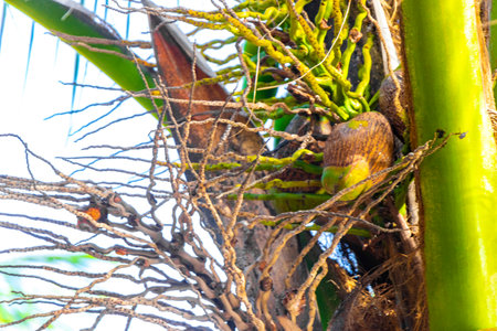 Tropical natural mexican palms palm tree trees with coconuts and blue sky background in Playa del Carmen Quintana Roo Mexico.の写真素材