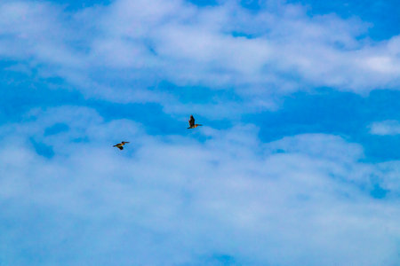 Beautiful pelican bird pelicans birds flying over the sea in Playa del Carmen Quintana Roo Mexico.