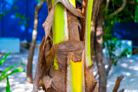 Tropical natural mexican palms palm tree trees with coconuts and blue sky background in Playa del Carmen Quintana Roo Mexico.の写真素材