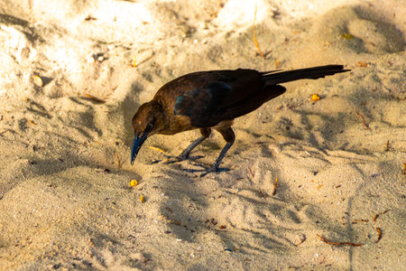 Great-Tailed Grackle Quiscalus mexicanus male female bird birds walking on tropical Mexican beach sand in Playa del Carmen Quintana Roo Mexico.の写真素材