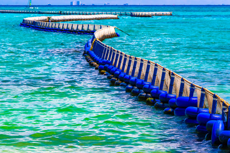 Tropical Mexican Caribbean beach and sea with Sargazo seaweed sea weed net rope and buoys in clear...
