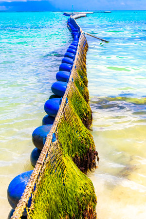 Tropical Mexican Caribbean beach and sea with Sargazo seaweed sea weed net rope and buoys in clear turquoise blue water in Playa del Carmen Mexico.の写真素材