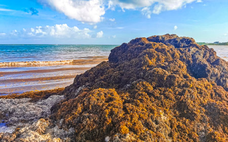 The beautiful Caribbean beach totally filthy and dirty the nasty seaweed sargazo problem in Playa...