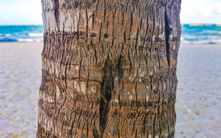 Tropical natural mexican palms palm tree trees with coconuts and blue sky background in Playa del Carmen Quintana Roo Mexico.の写真素材