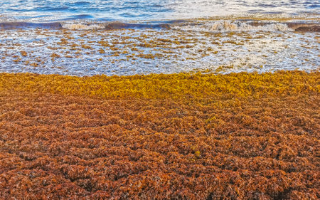 The beautiful Caribbean beach totally filthy and dirty the nasty seaweed sargazo problem in Playa del Carmen Quintana Roo Mexico.の写真素材
