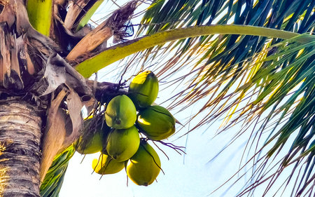 Tropical natural mexican palms palm tree trees with coconuts and blue sky background in Playa del...