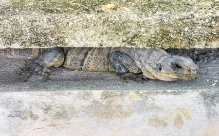 Mexican iguana lies on a wall rock in tropical nature in Playa del Carmen Quintana Roo Mexico.の写真素材