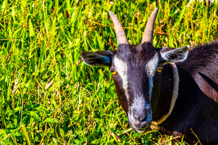 Black goat relaxing on a meadow in Para Heredia Costa Rica in Central America.の写真素材