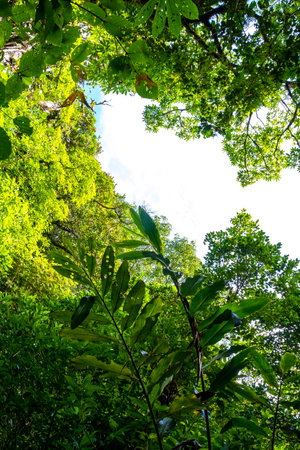 Magical forest with forest path hiking trail and tall gigantic plants and trees in the mountains in...