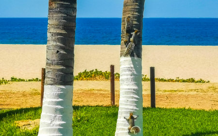 Gray squirrels play on palm trees on the beach in Zicatela Puerto Escondido Oaxaca Mexico.の写真素材