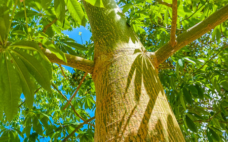 Huge beautiful Kapok tree Ceiba tree with spikes in tropical park jungle forest in Playa del Carmen Quintana Roo Mexico.の写真素材