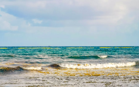 The beautiful Caribbean beach totally filthy and dirty the nasty seaweed sargazo problem in Playa del Carmen Quintana Roo Mexico.の写真素材